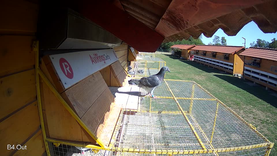 Pigeon Arrival Image For Race Final Race 1/3