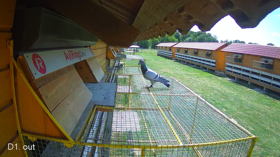 Pigeon Arrival Image For Race Race 5