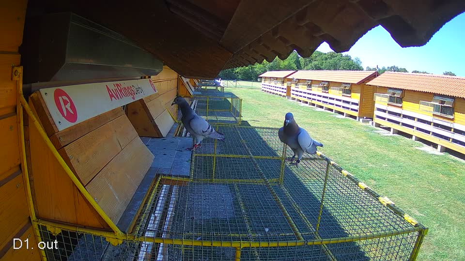 Pigeon Arrival Image For Race Race 3
