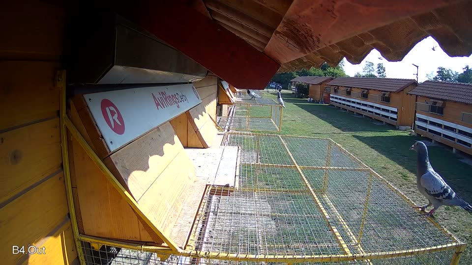 Pigeon Arrival Image For Race Race 1