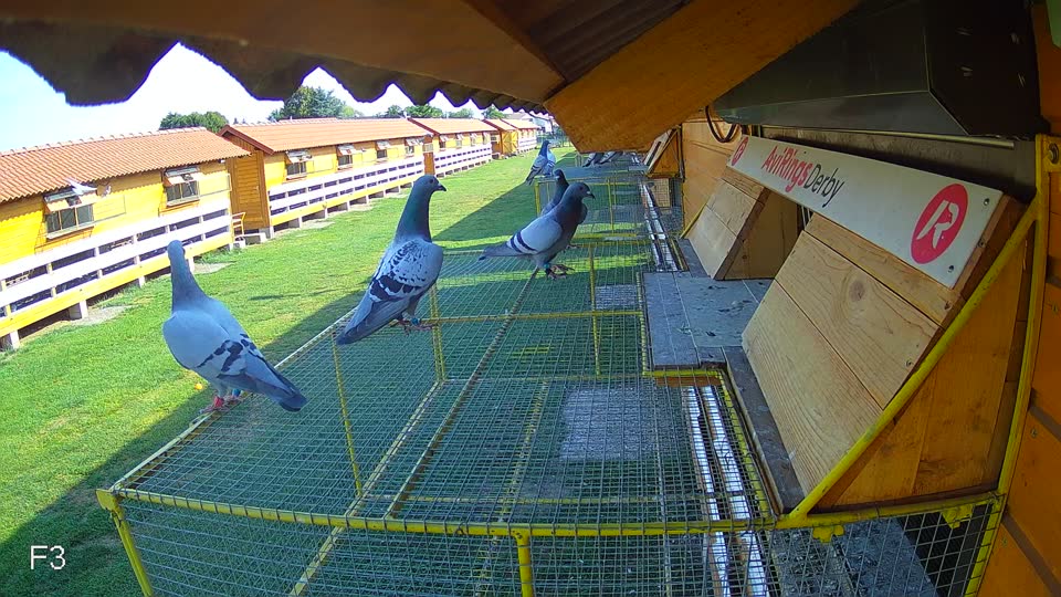 Pigeon Arrival Image For Race Race 1