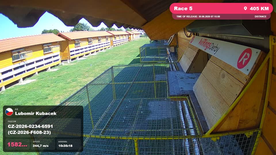 Pigeon Arrival Image For Race Race 5