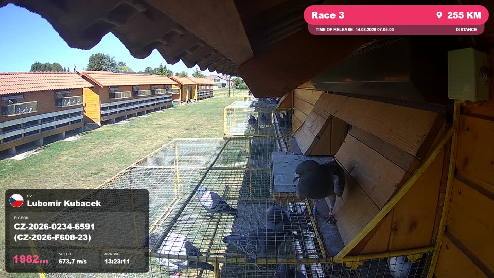 Pigeon Arrival Image For Race Race 3