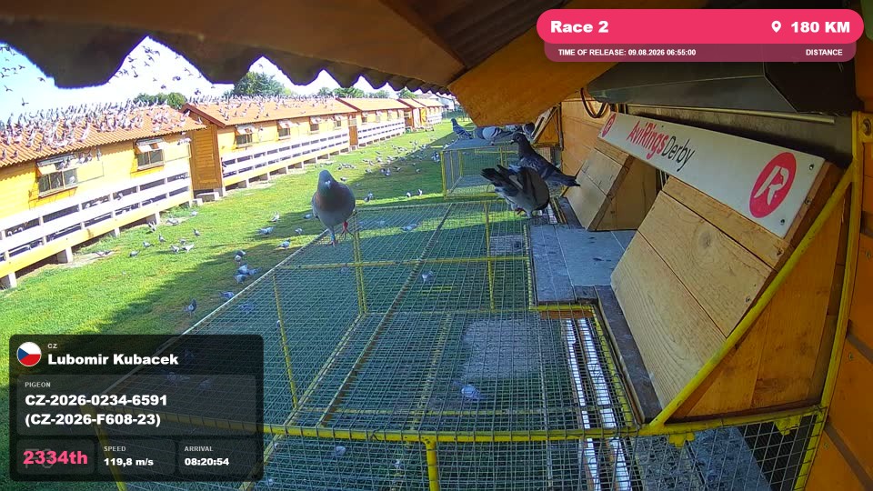 Pigeon Arrival Image For Race Race 2
