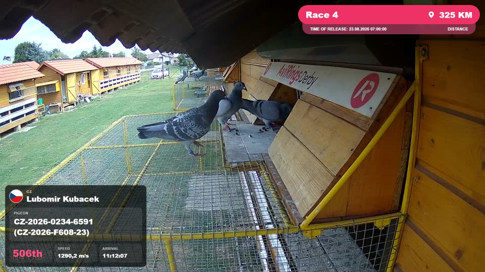 Pigeon Arrival Image For Race Race 4