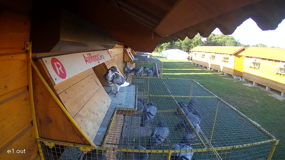 Pigeon Arrival Image For Race Final Race 1/3