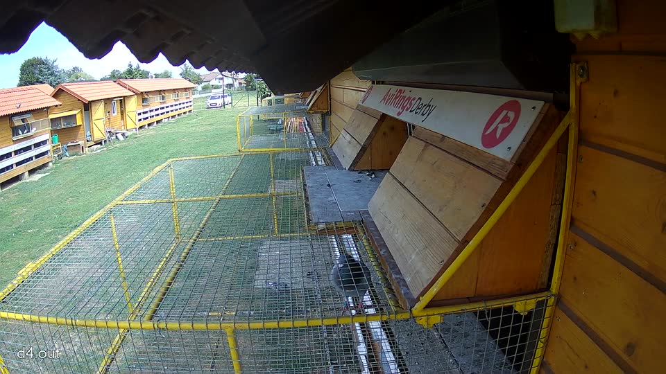 Pigeon Arrival Image For Race Race 4