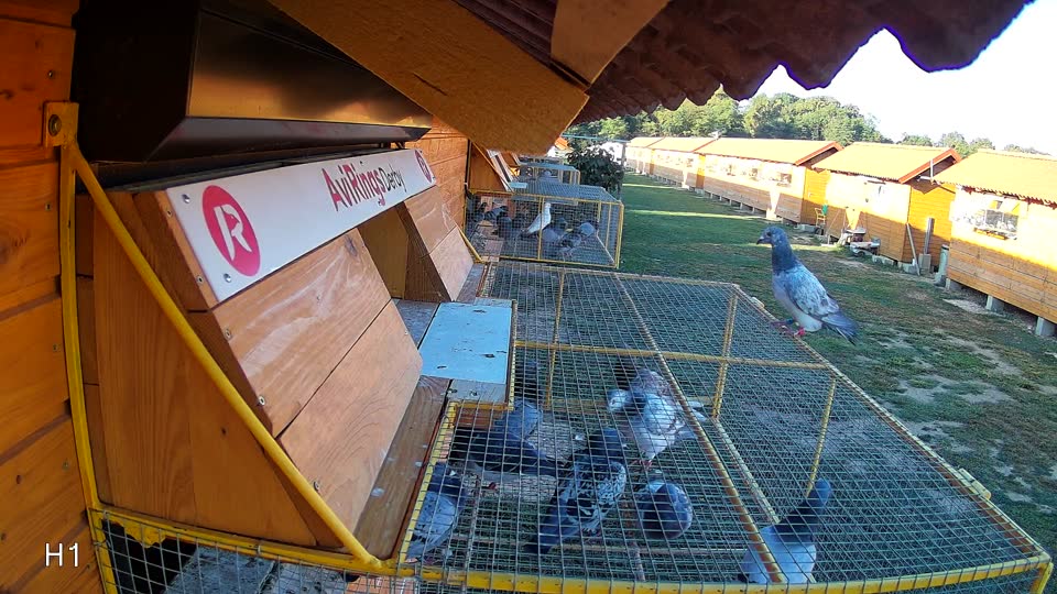 Pigeon Arrival Image For Race Final Race 1/3