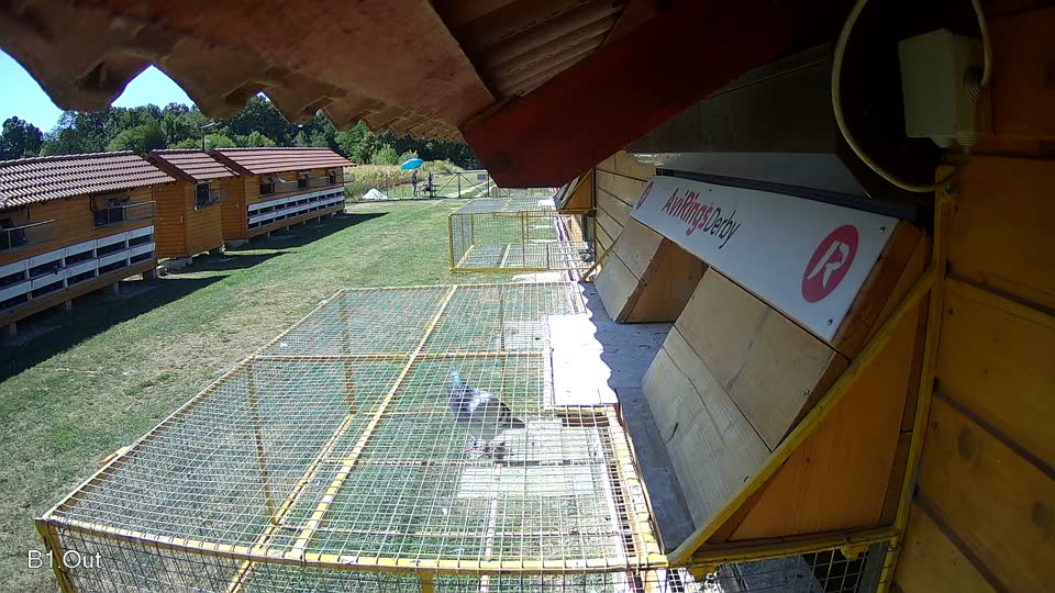 Pigeon Arrival Image For Race Race 3