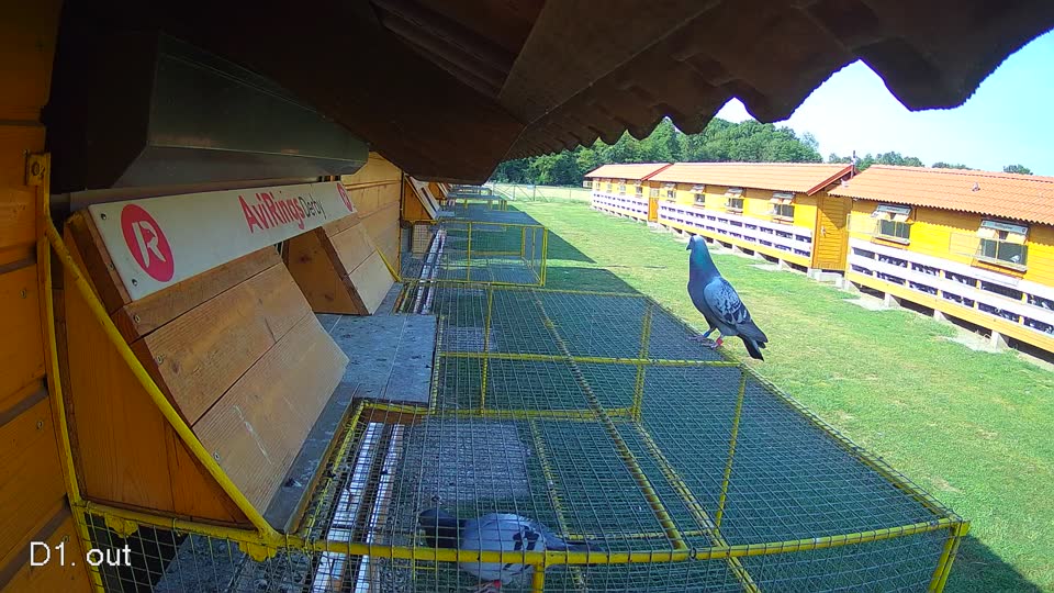 Pigeon Arrival Image For Race Race 1