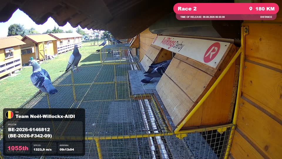 Pigeon Arrival Image For Race Race 2