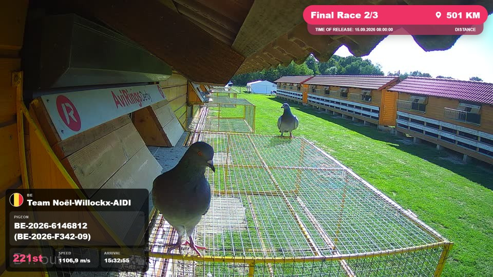 Pigeon Arrival Image For Race Final Race 2/3
