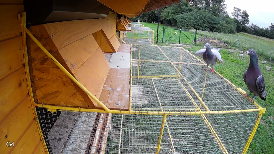 Pigeon Arrival Image For Race Final race 2