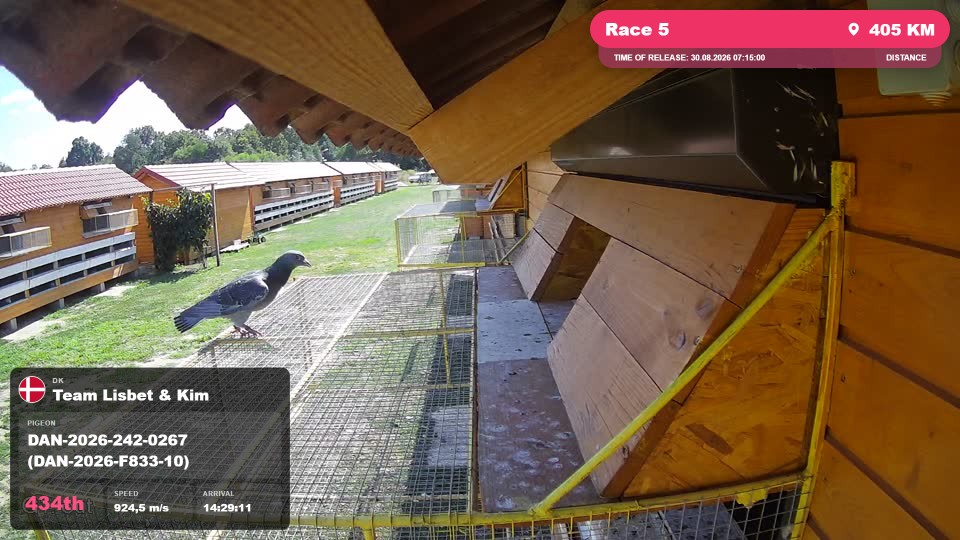 Pigeon Arrival Image For Race Race 5