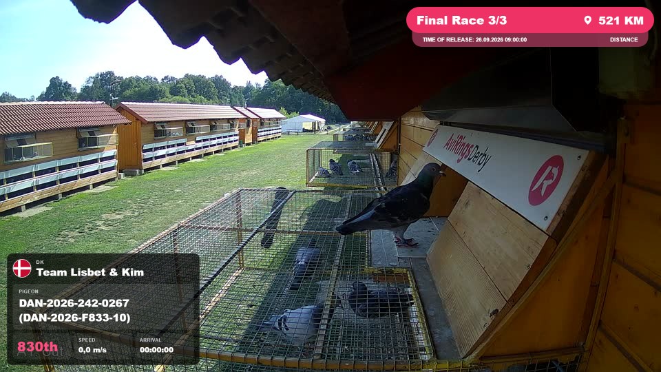 Pigeon Arrival Image For Race Final Race 3/3