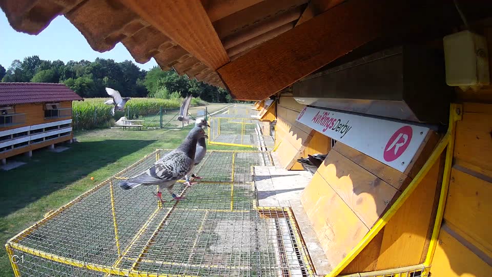 Pigeon Arrival Image For Race Race 1