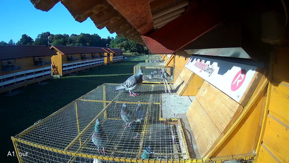 Pigeon Arrival Image For Race Race 4