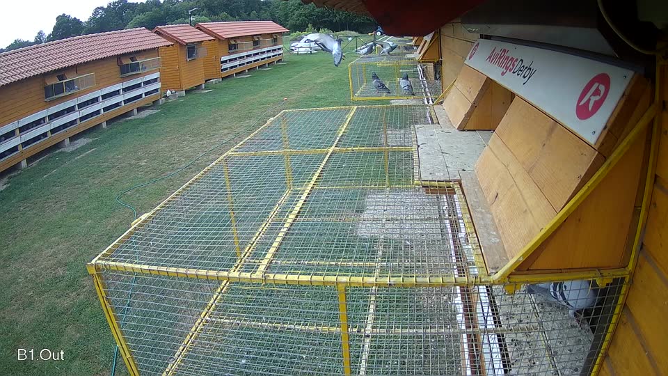 Pigeon Arrival Image For Race Race 3
