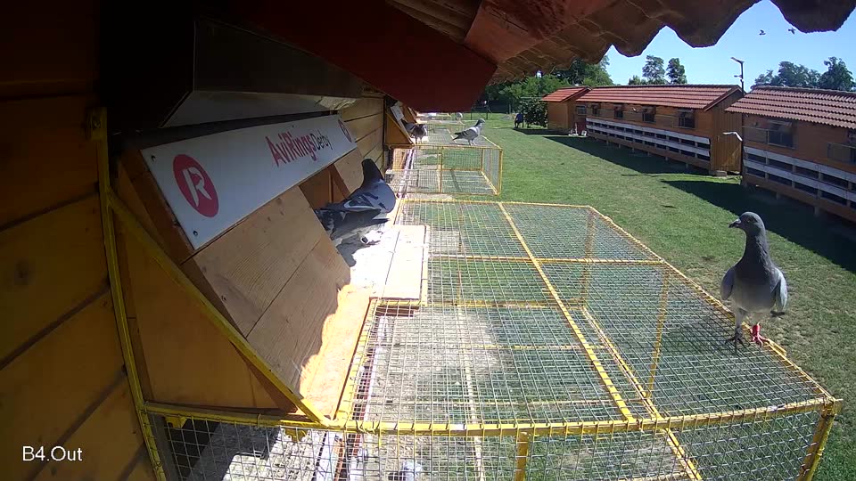 Pigeon Arrival Image For Race Race 2