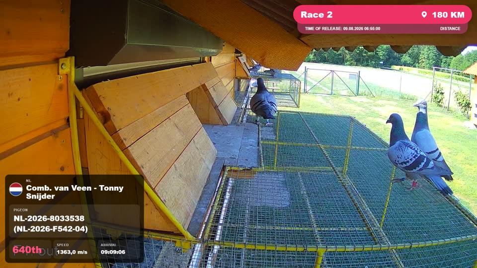Pigeon Arrival Image For Race Race 2