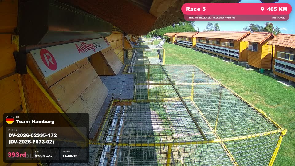 Pigeon Arrival Image For Race Race 5