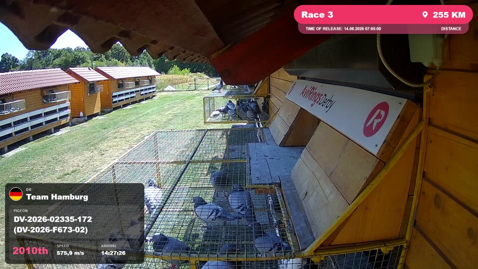 Pigeon Arrival Image For Race Race 3