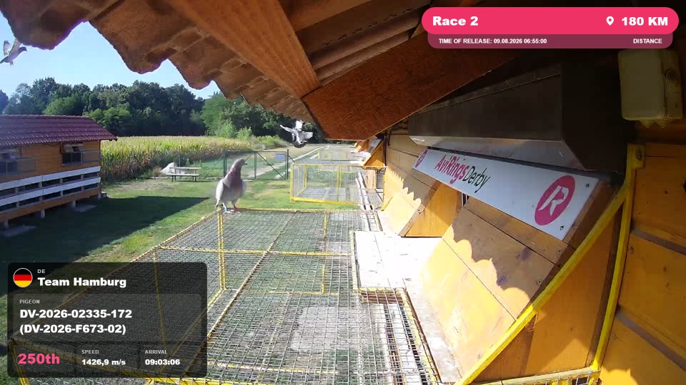Pigeon Arrival Image For Race Race 2