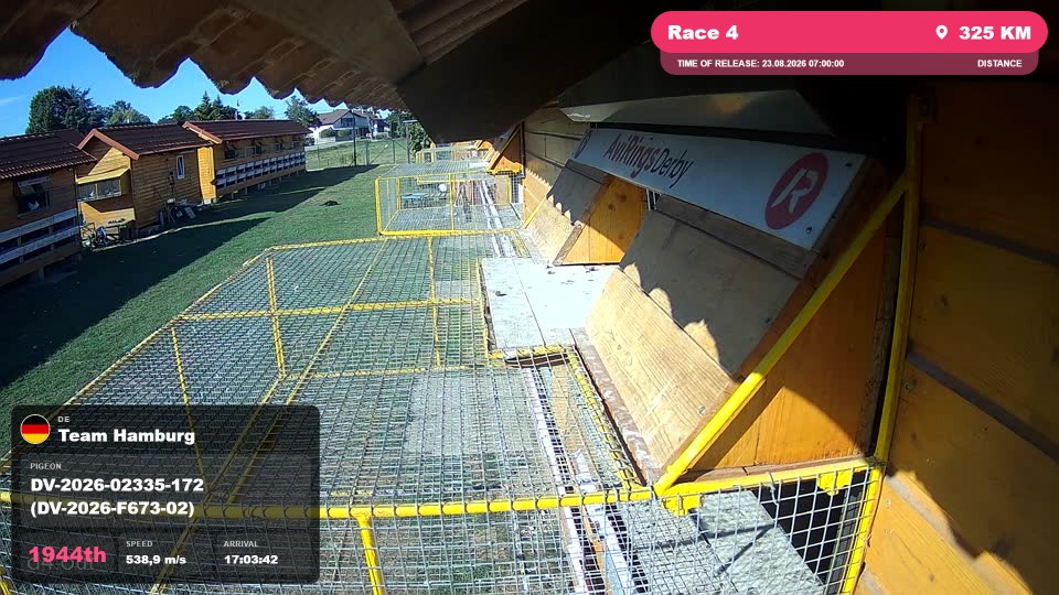 Pigeon Arrival Image For Race Race 4