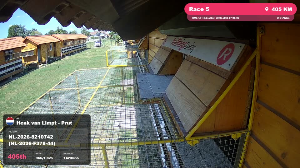 Pigeon Arrival Image For Race Race 5
