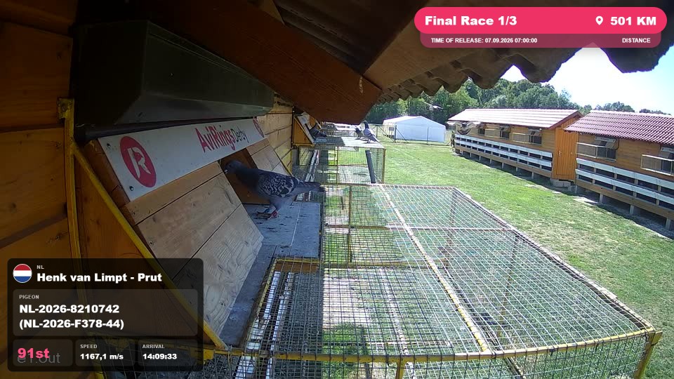 Pigeon Arrival Image For Race Final Race 1/3