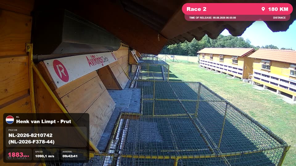 Pigeon Arrival Image For Race Race 2
