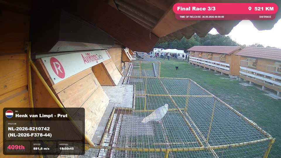 Pigeon Arrival Image For Race Final Race 3/3