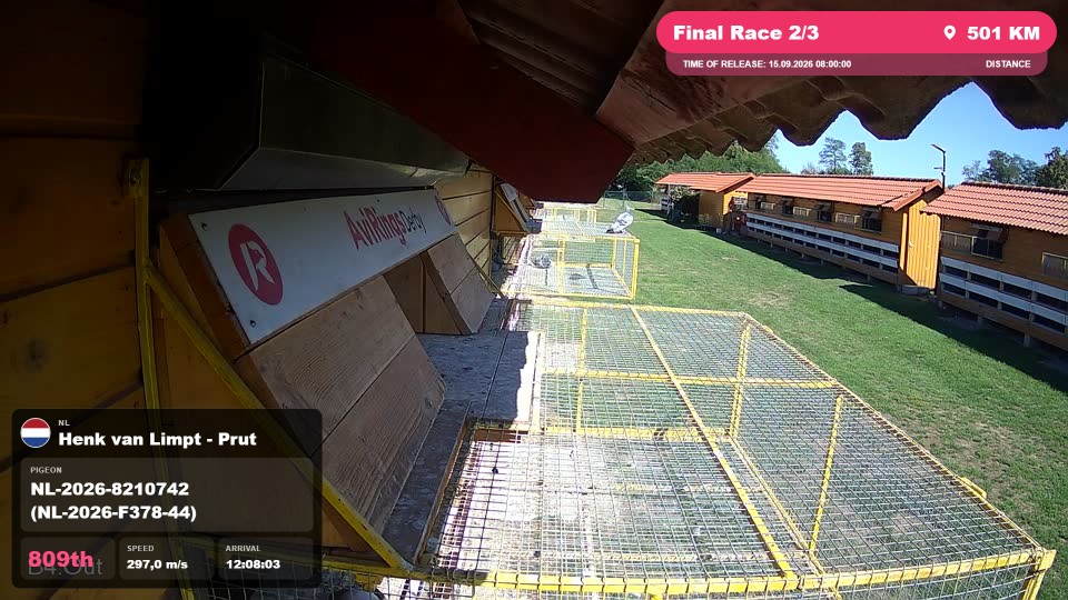 Pigeon Arrival Image For Race Final Race 2/3