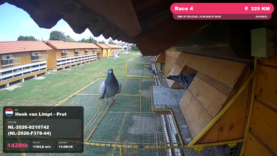 Pigeon Arrival Image For Race Race 4