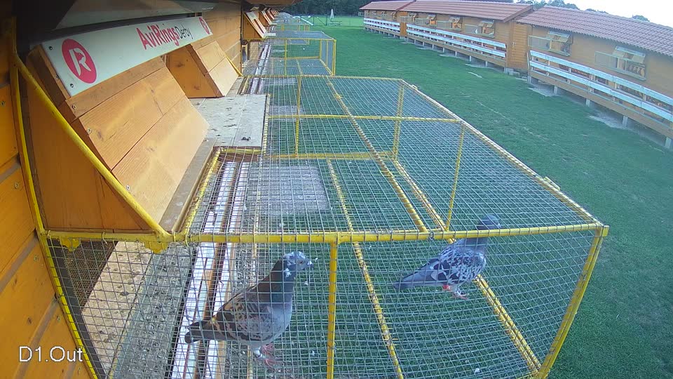Pigeon Arrival Image For Race Race 6
