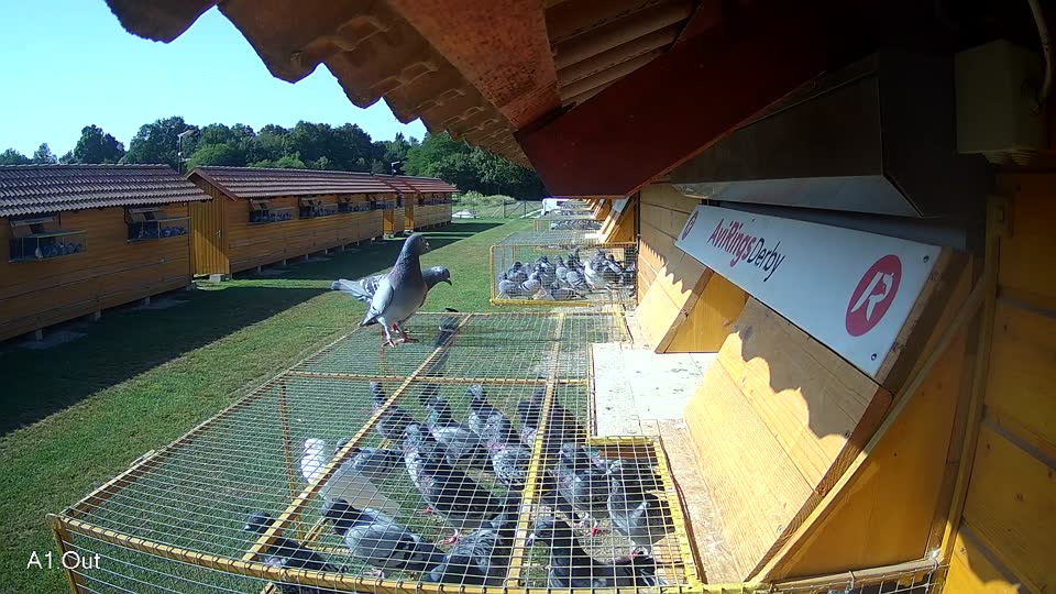 Pigeon Arrival Image For Race Race 3