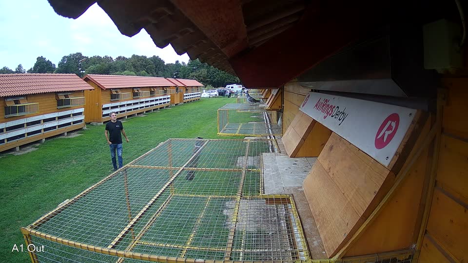 Pigeon Arrival Image For Race Final race 2