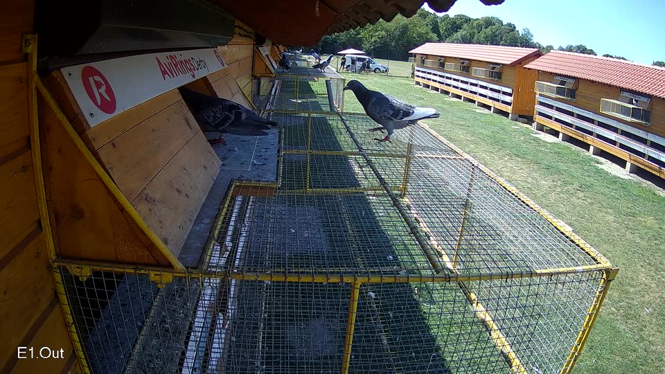 Pigeon Arrival Image For Race Race 5