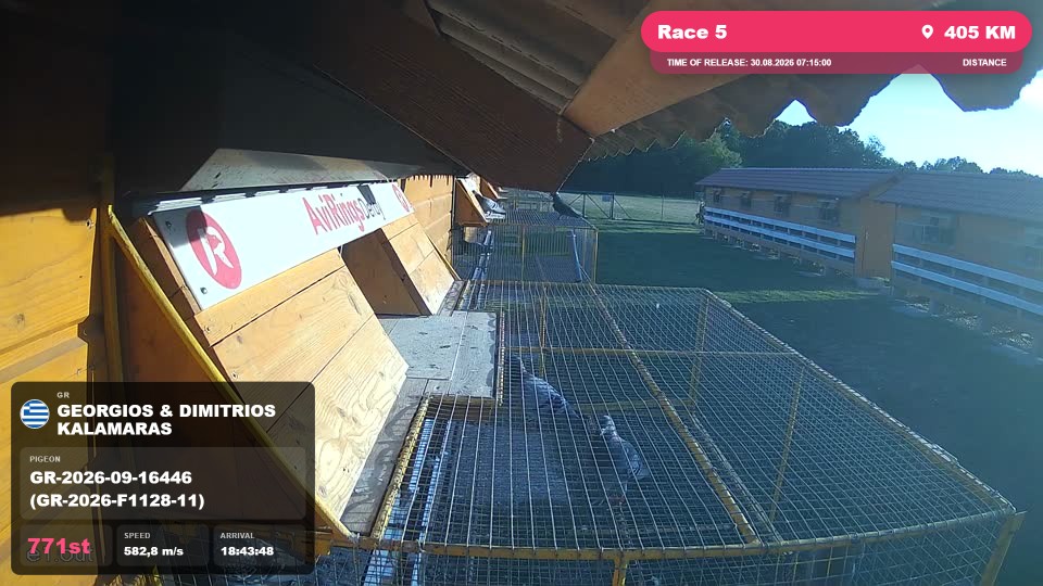 Pigeon Arrival Image For Race Race 5