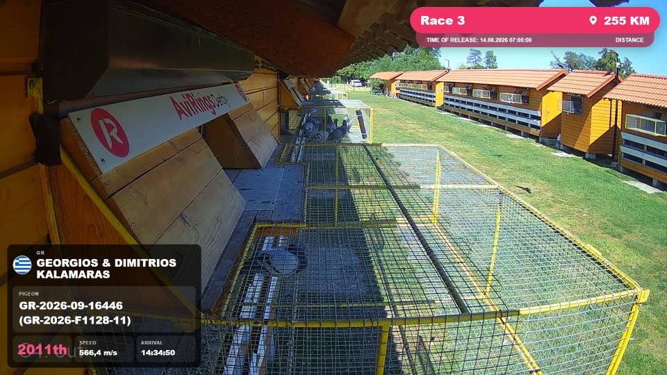 Pigeon Arrival Image For Race Race 3