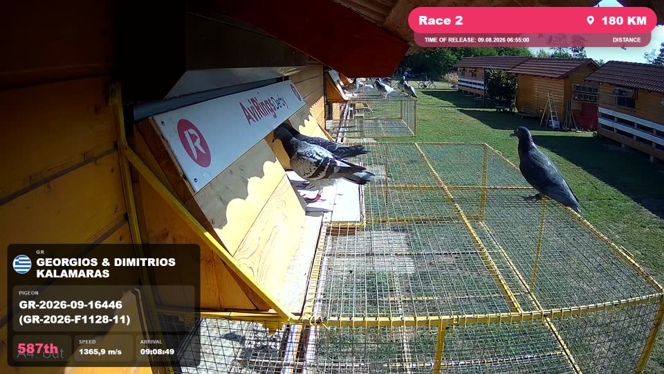 Pigeon Arrival Image For Race Race 2
