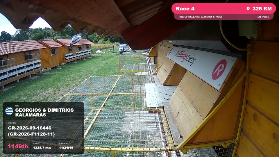 Pigeon Arrival Image For Race Race 4