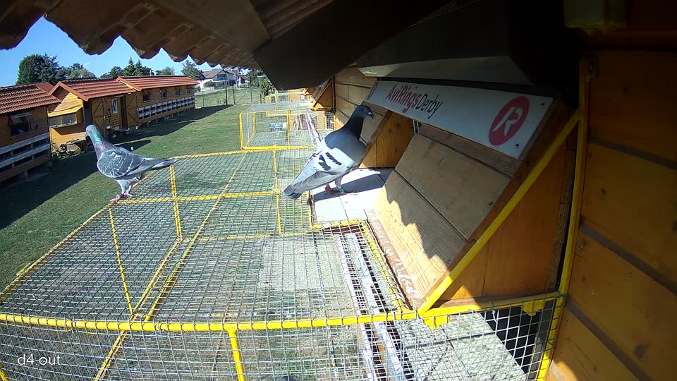 Pigeon Arrival Image For Race Race 5