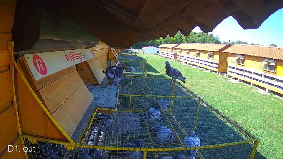 Pigeon Arrival Image For Race Final Race 1/3