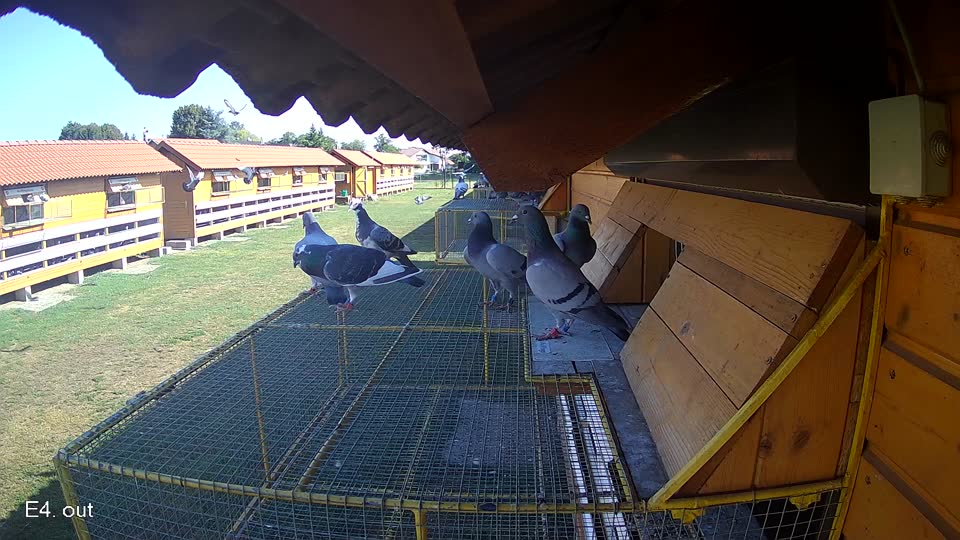 Pigeon Arrival Image For Race Race 2