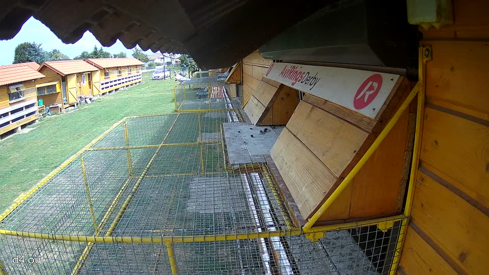 Pigeon Arrival Image For Race Race 4
