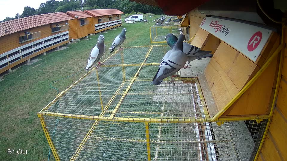Pigeon Arrival Image For Race Race 3