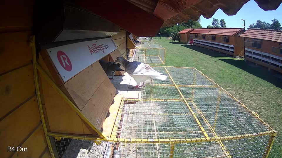 Pigeon Arrival Image For Race Race 2