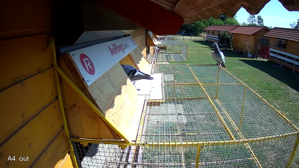 Pigeon Arrival Image For Race Race 2