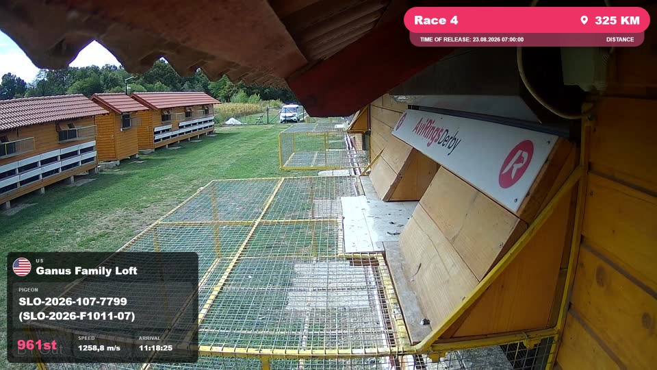 Pigeon Arrival Image For Race Race 4
